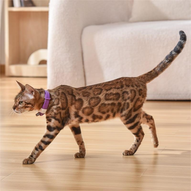 Pet Cat Toy Laser Collar Leash