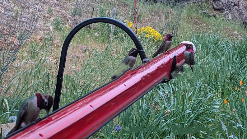 Long Tube Red Bird Hanging Feeder