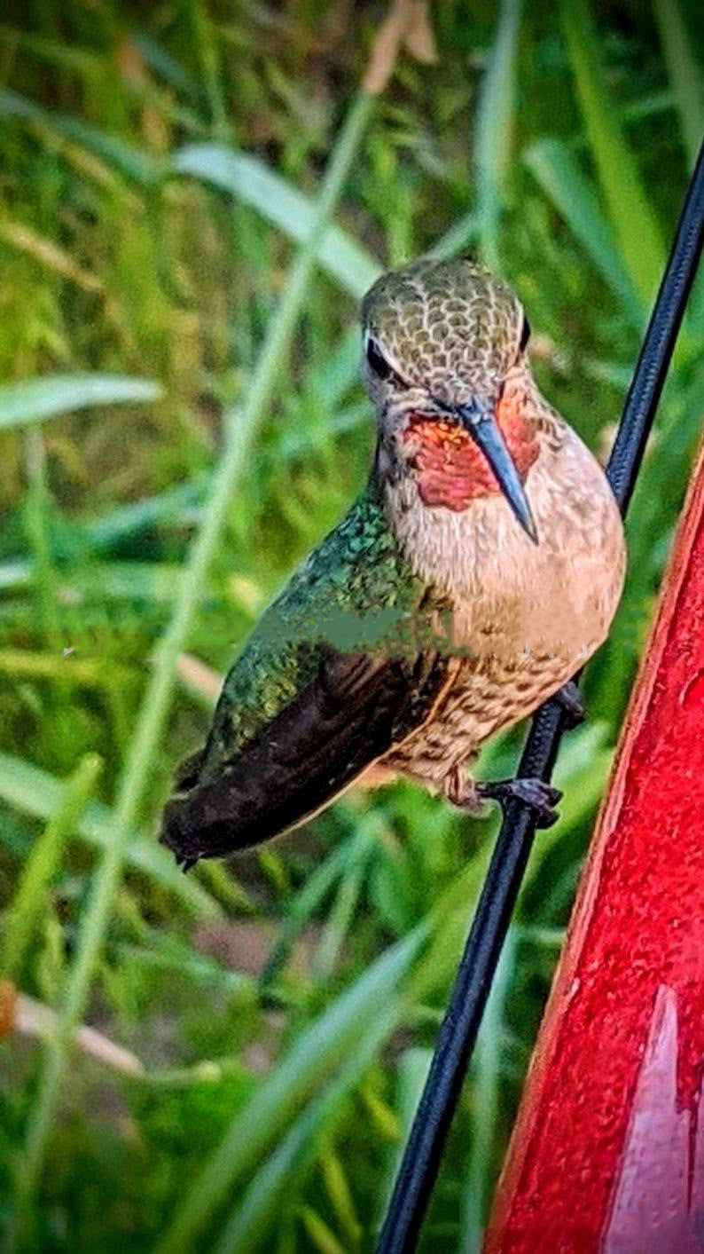 Long Tube Red Bird Hanging Feeder