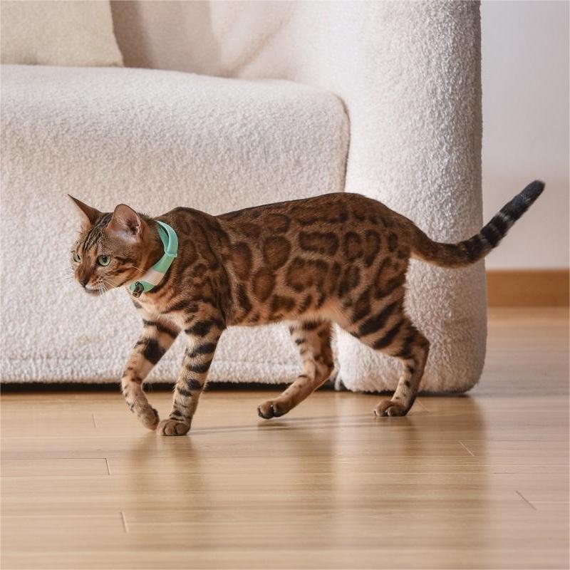 Pet Cat Toy Laser Collar Leash