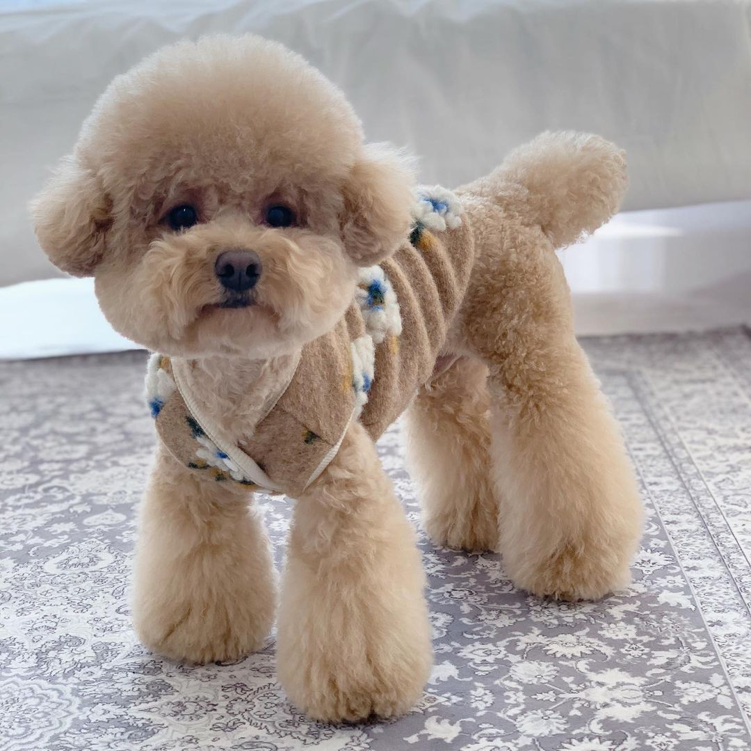 Warm Dog Sweater Warm Pet Clothes