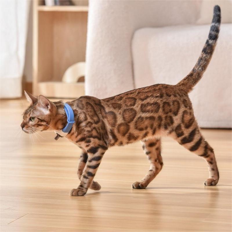 Pet Cat Toy Laser Collar Leash
